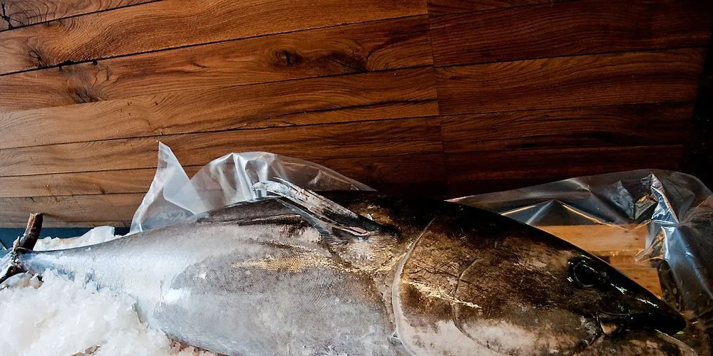 En av tunfiskene som ble fisket som bifangst i fjor skapte sensasjon på Fisketorget i Bergen i september. FBFI følger spent med på størjefisket fremover. Foto: Kjersti Kvile
