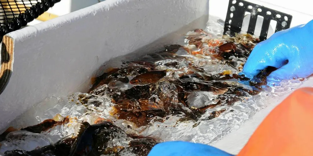 VIKTIG LUSEMIDDEL: Lerøy ønsker først og fremst å tone ned fiskeriet og strekke det over en lenger periode.Foto: Kjersti Kvile
