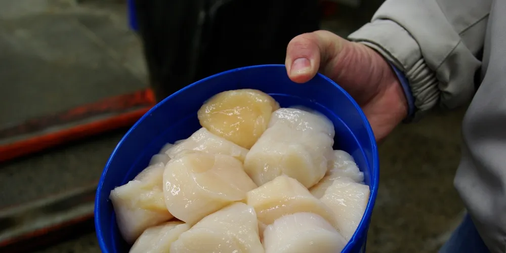 U.S. scallop producer selling vessels, quota