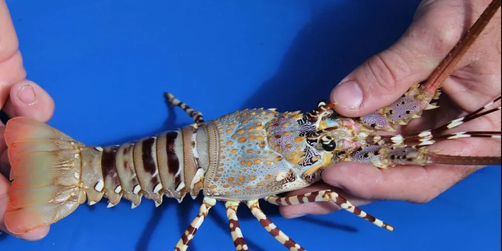 Malaysian firm buys into Darden lobster farming operations