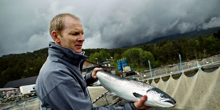 Norwegian producer sees profits slip on higher lice costs