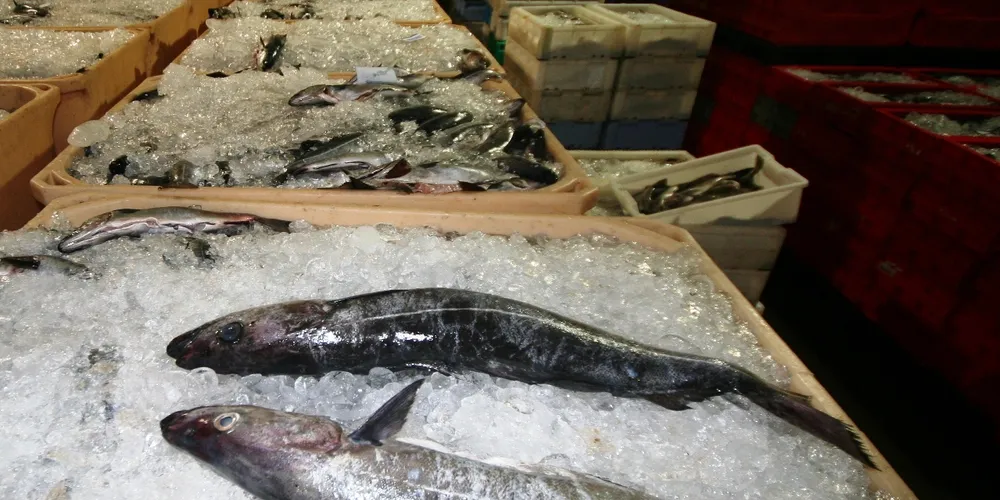 North Sea whitefish glut drags on prices