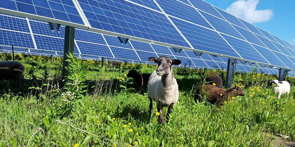 Livestock graze at Enel's Aurora solar farm in the US