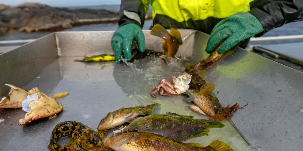Årets leppefisksesong starter 12. juli i sør og 26. juli nord for Stad.
