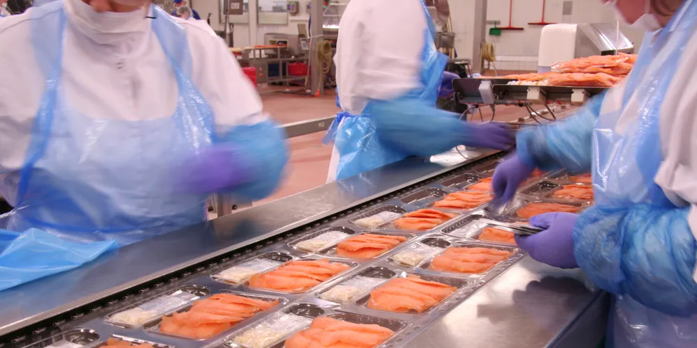 Salmon prices take their toll on Polish smoking sector