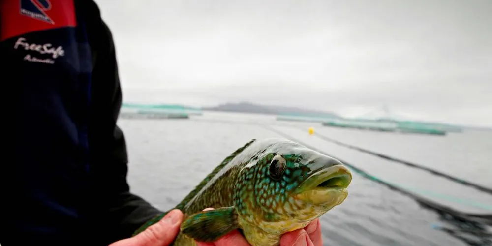 LUSEKNEKKER: Leppefisk er et av tiltakene mot lakselus og Søsand leppefisk tjener godt på å fiske leppefisk.