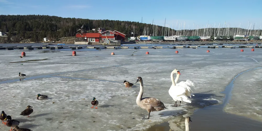 MARKED: Vil se nedbøren først