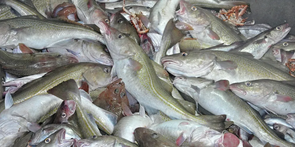 Is 'cod cheating' endangering Norway's sustainability reputation?