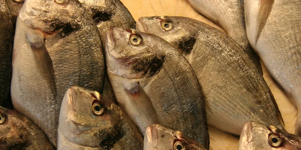 New $8 million project aims to boost sea bream and sea bass aquaculture
