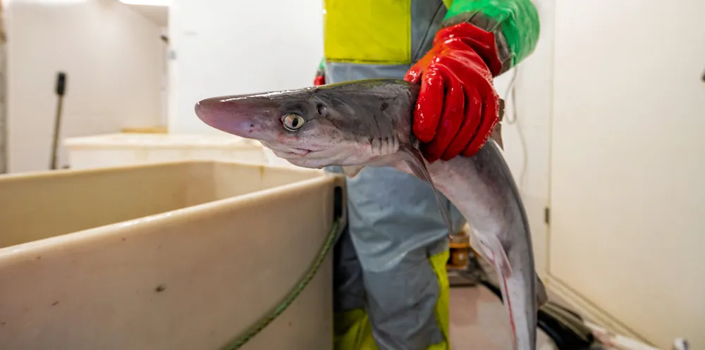 Pigghåen er en ettertraktet fisk, men prisen til fiskerne er lav, siden arten er rødlistet.
