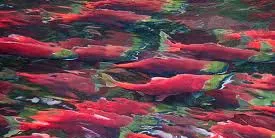 Alaska salmon harvest is one for the record books