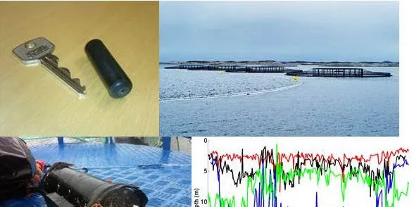 Ein sendar operert inn i fisken overvakar åtferda i merden gjennom ein nedsenkt hydroakustisk online mottakar som sender data til flåta. (Foto/illustrasjon: Sintef)