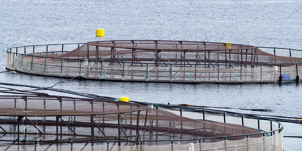 IntraFish Industry Report: High salmon prices 'here to stay'