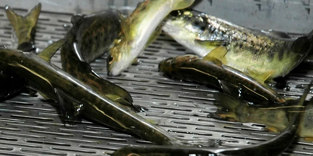 Smolt at Neptun Settefisk.