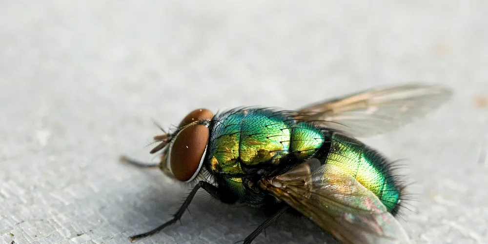 Insect-based aquaculture meal supplier nabs €15 million in fresh financing
