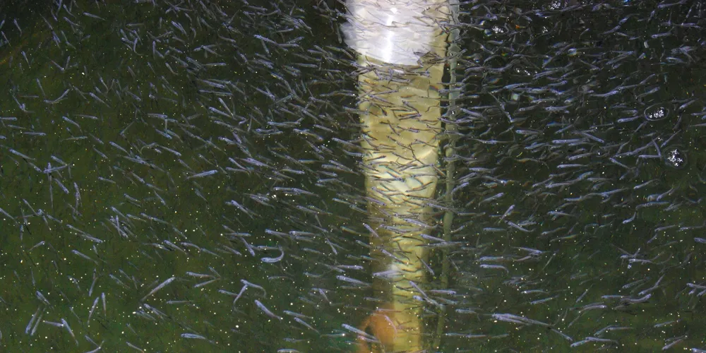 NZ scientists tout breakthrough in blue cod farming