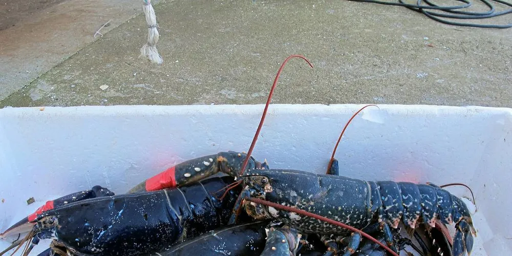 Nye Regler: Fiskarlaget vil ha strengere regler for fritidsfiske etter hummerFoto: Kjersti Sandvik