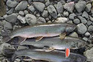 Weatherford hooks Sakhalin II catch