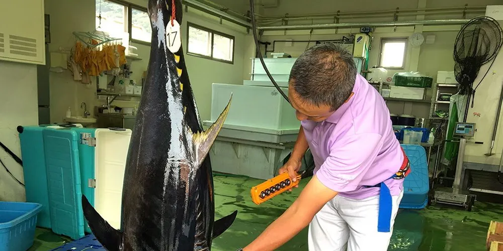 Tokihliko Okada, Viserdirektør hos Aquacuturer Technology and Production Center ved Kindai University viser fram en blåfinnettunfisk som er alet fram i oppdrett. Foto:Anne Sliper Midling.