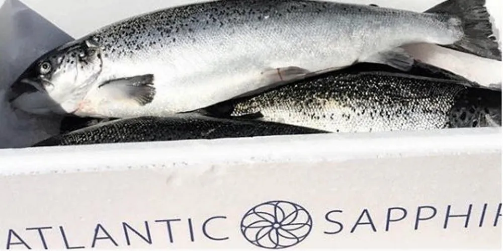 Atlantic Sapphire salmon ready for shipping. The land-based salmon farmer recently completed its first harvest of commercial volumes in Miami, Florida.