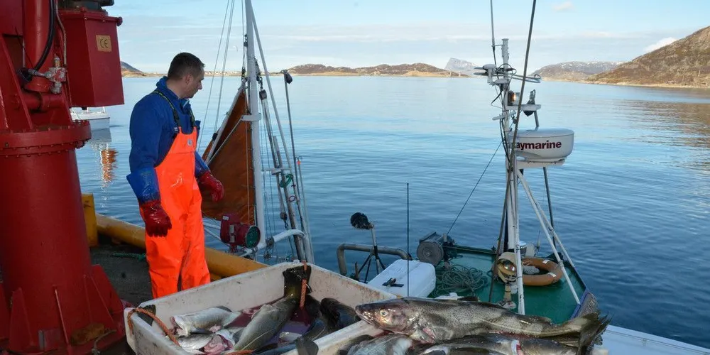 Torsken står for den største posten i regnskapet når det nå igjen går mot omsetningsrekord for Råfisklaget. Og det skjer på tross av lavere torskekvoter de siste årene Ill.foto: Rune Ytreberg, DN.