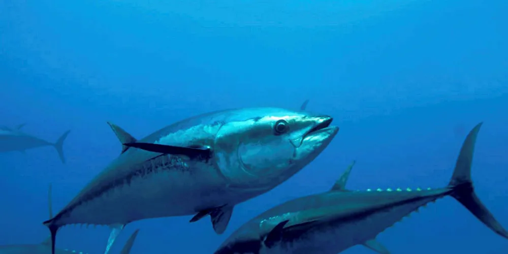 Bluefin tuna.
