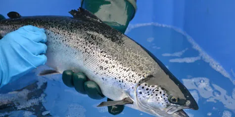 Photo: Cermaq