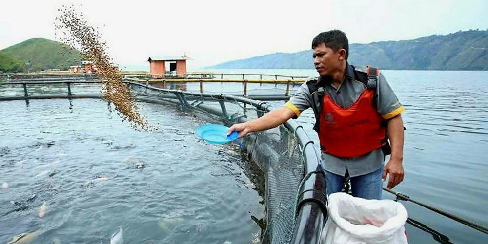 Regal Springs worker feeding tilapia at farm in Honduras.
