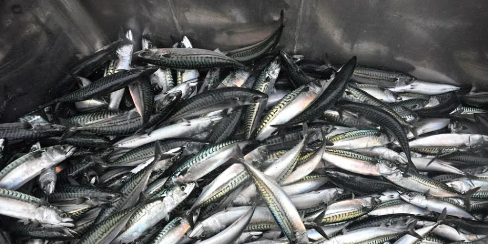 Europe's largest mackerel canner ploughs €27 million into factory expansion