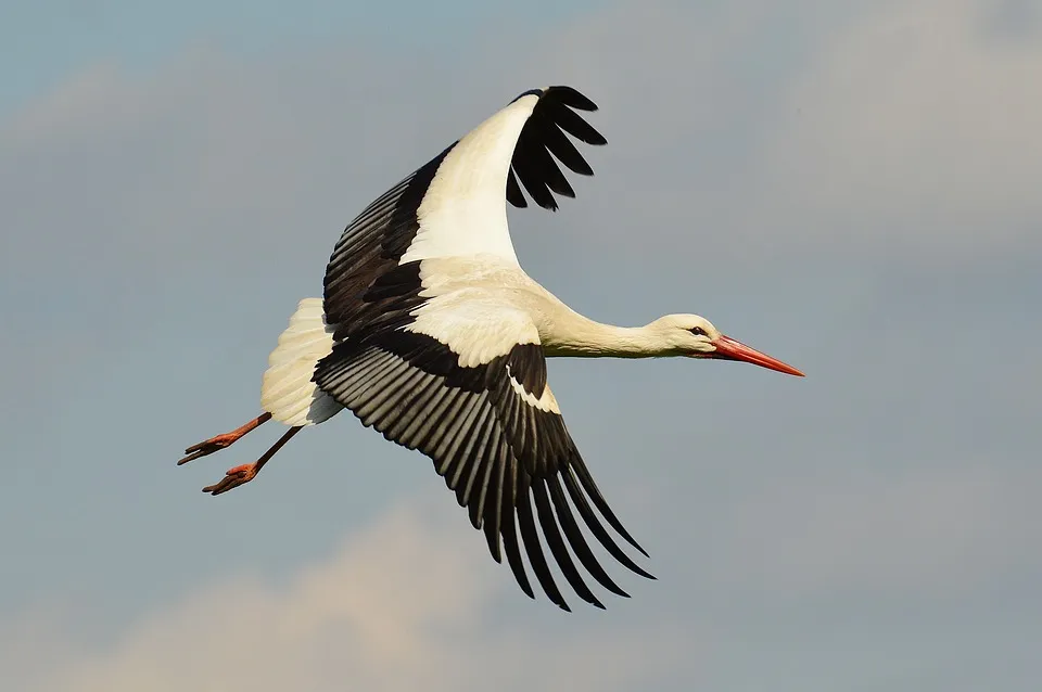 Earnings lift: from Stork for Fluor