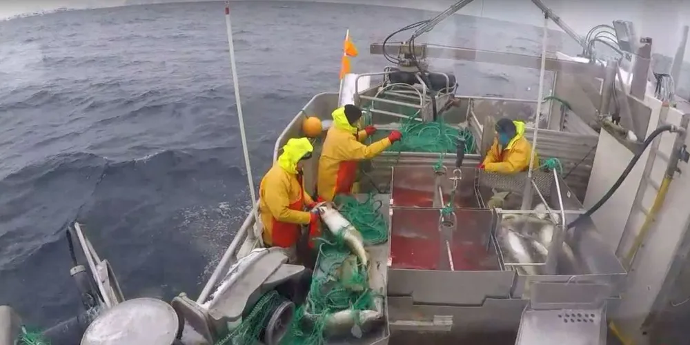 På Fiskeribladets nettside kan du fra fredag og hele neste uke se direktevideo fra fisket utenfor Sørøya i Finnmark med båten «Helena». Reder Tom Vegar Kiil og fiskerne Jonny Martinsen og Charlie Hansen har montert et kamera på dekk som strømmer direkte.