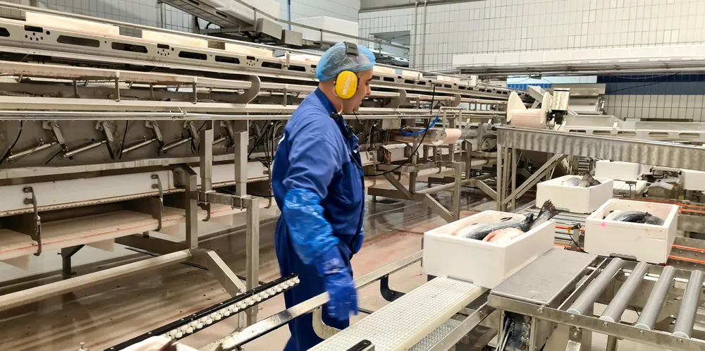 Reduced numbers of fish for processing next week is lifting prices.