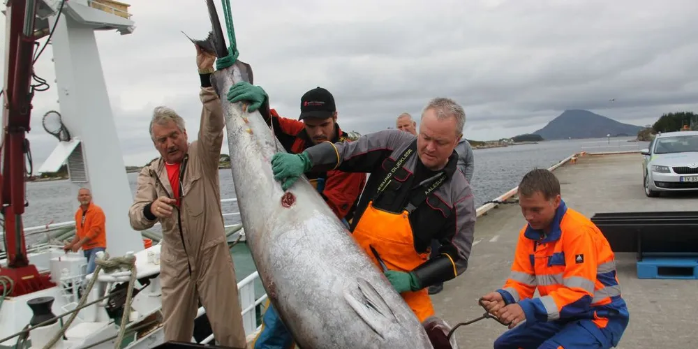 Fra venstre: Magnar Hillersøy (i bakgrunnen), Tore Hillersøy, Steffen Hillersøy, Fred Willy Rogne og Jostein Hillersøy. Størjene heises i land en etter en. Foto: Torhild Måkestad Martinussen