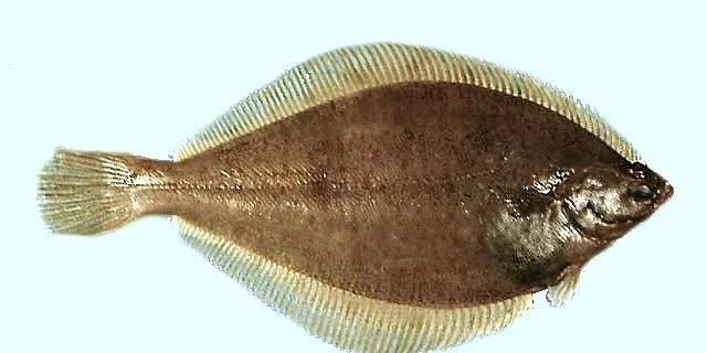 OCI heads up research project to improve yellowtail fishing