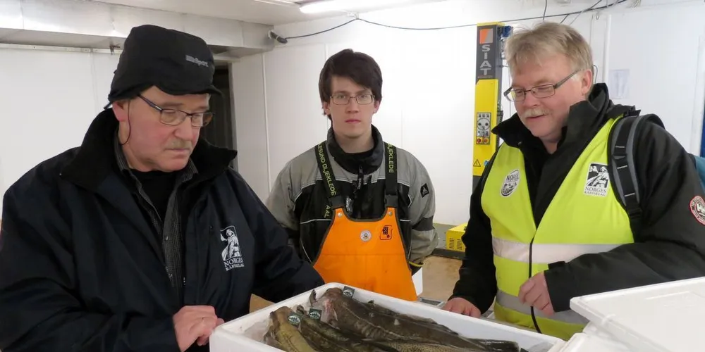 Kontrollerer: Her sjekker Skreipatruljens Jan Brox (tv) og Kjell-Arne Pedersen (th) at Tord Karlsen ved Klo-anlegget på Stø i Vesterålen pakker «Skrei»-merket torsk etter gjeldene kvalitetskrav. (Arkivfoto: Jon Eirik Olsen)