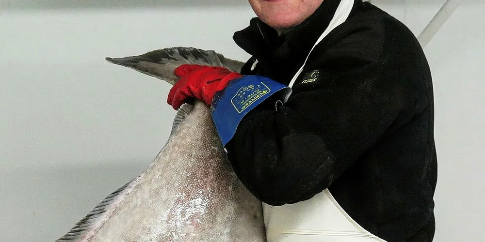 FISKEHANDLER: Harald Lorentzen med nylig innkjøpt kveite. Fiskemottaket ligger i sentrum av Bodø, på moloen ved småbåthavna.
