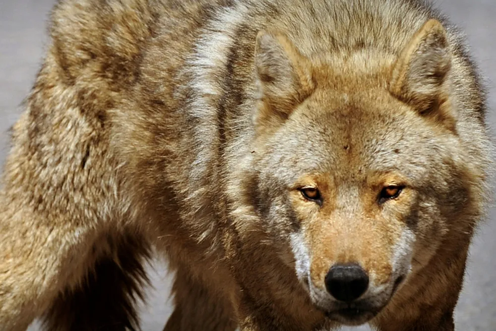 On the prowl: Mongolian wolf