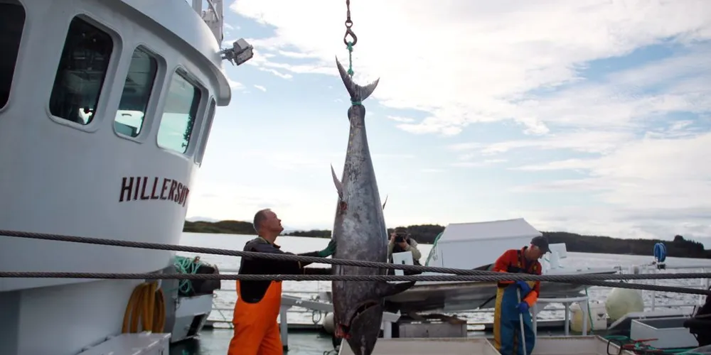 «Hillersøy», fikk 191 størjer i fjor. I år er det «Bluefin« som får prøve seg. Foto: Torhild Måkestad Martinussen