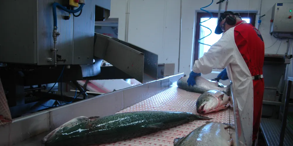 Farmed salmon prices still booming