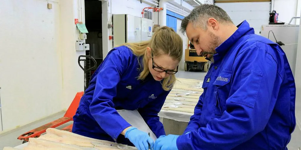 KVALITET: Fisk som fryses ned rett etter at den er fanget og tines har vist seg å ha god kvalitet. Her vurderer forskerne Ragnhild Aven Svalheim og Stein Harris Olsen i Nofima kvalitet på torskefilet.Foto: Lidunn Mosaker Boge/Nofima