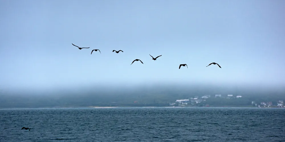 Marint vern er bra for økonomien, det er bra for havet og det er bra for samfunnet, skriver Naturvernforbundet. Bildet viser skarv over havet på Senja.