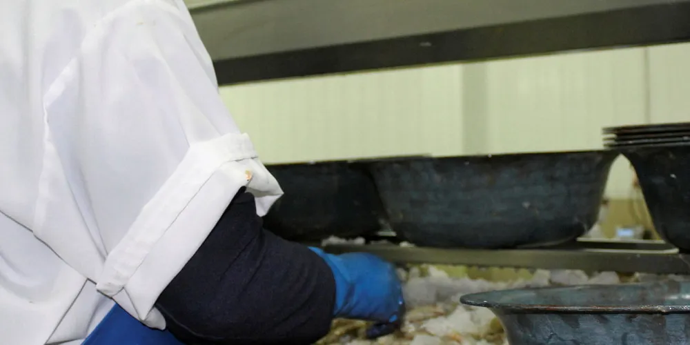 Ecuador shrimp processing plant. Songa.