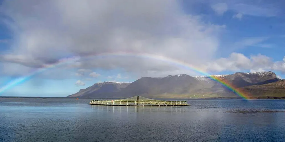 This recent effort to combat the parasite is part of a unprecedented infestation of sea lice at salmon farms in fjords located in western Iceland in recent weeks.
