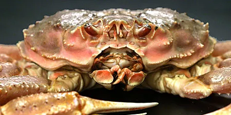 Bairdi Tanner Crab - ADF&G