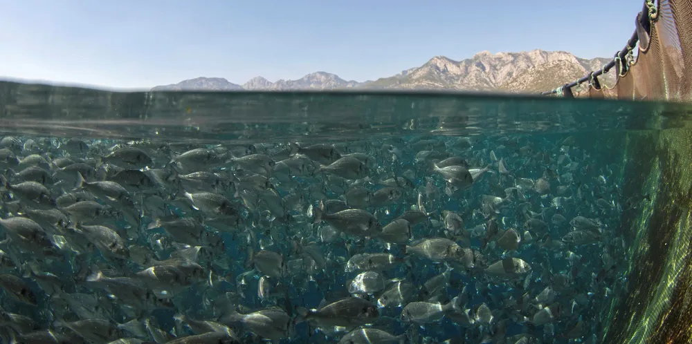 Kontali: Turkish producers still rattling the bass, bream market