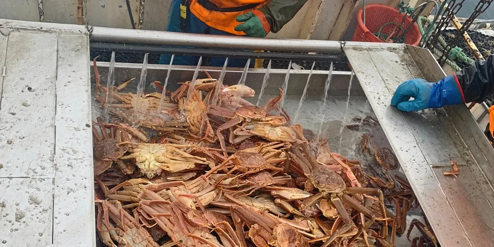 Snøkrabber, her fra båten «Arctic Opilio».