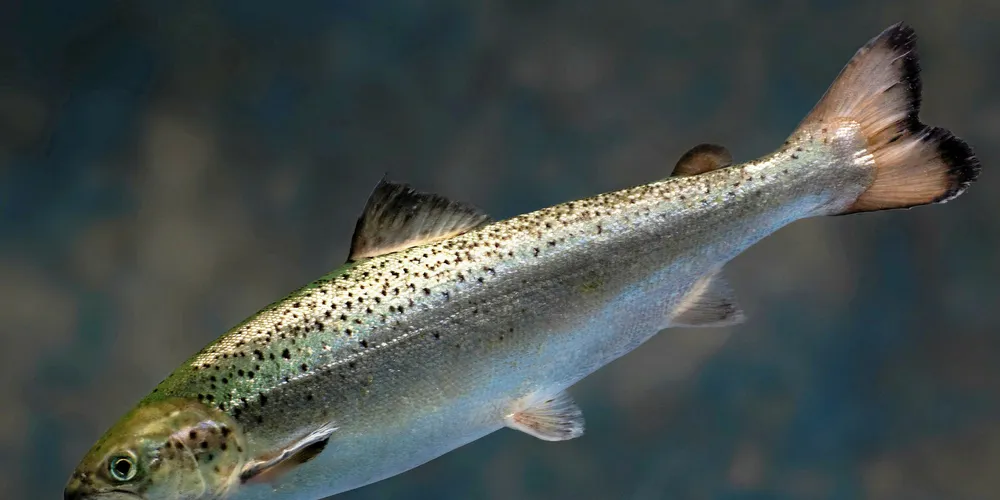 GM salmon by AquaBounty