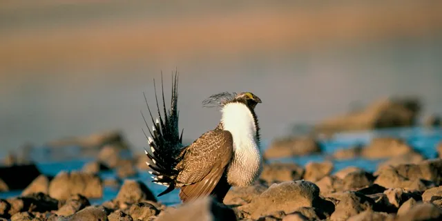 Sage grouse warrants endangered species listing