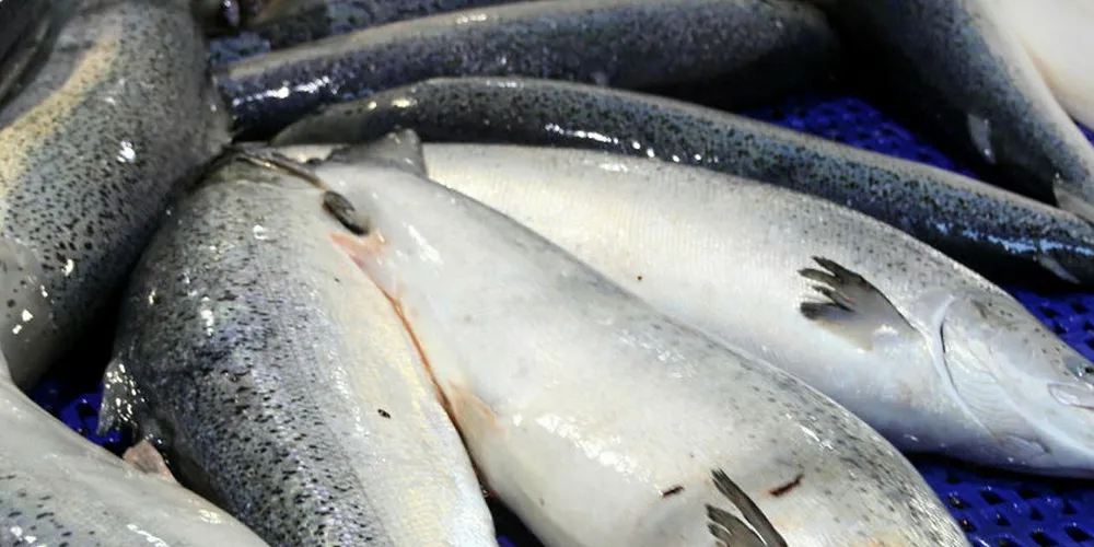Australis, Salmones Camanchaca, Blumar join forces in salmon logistics venture
