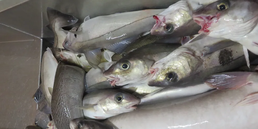 IntraFish Price Tracker week 44: Fresh cod prices recover in Norway